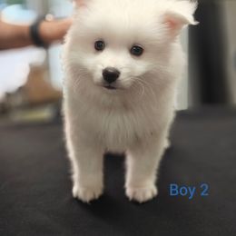 King Creole - White and biscuit male American Eskimo Dog puppy in Farmington, Minnesota from Fissan American Eskimos