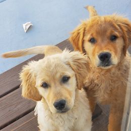 Golden Retriever Puppies from PC Goldens