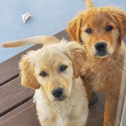Golden Retriever Puppies from PC Goldens