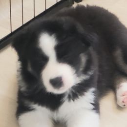 Girl 1 - Black tri-color Australian Shepherd puppy in Maryland from Lake Shore Australian Shepherds