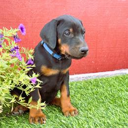 My Boy Blue - Black and rust male Doberman Pinscher puppy in Orcutt, California from Solomon Creek K9