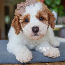 Vista - Parti female Goldendoodle puppy in Salado, Texas from Red Ranch Dogs