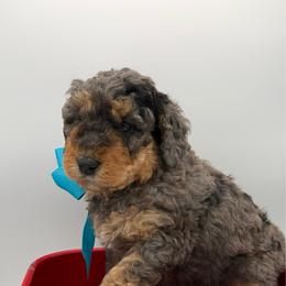 Teal - Chocolate merle female Bernedoodle puppy in Camden, North Carolina from Luv My Doodle