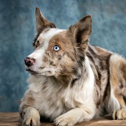 Jolene - Border Collie