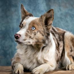 Jolene - Border Collie