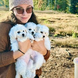 Prada - Bichon Frise