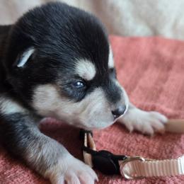 White Boy - Black and white male Alaskan Klee Kai puppy in Naples, Idaho from Kootenai Valley Klee Kai