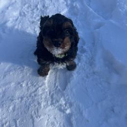 Jagger - Black and tan male Cavapoo puppy in Linden, Michigan from Maple Drive Doodles