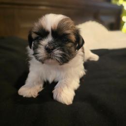 Kimchi - Tricolor female Shih Tzu puppy in Providence, Rhode Island from Yahaira Toro