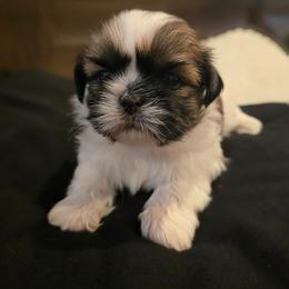 Kimchi - Tricolor female Shih Tzu puppy in Providence, Rhode Island from Yahaira Toro