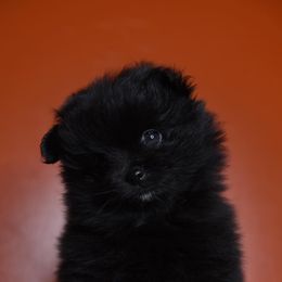 Pomeranian and Shih Tzu Puppies from Sweet Success