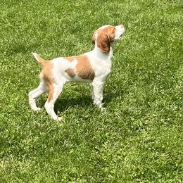 Brittany Puppies from Masterpiece Brittanys