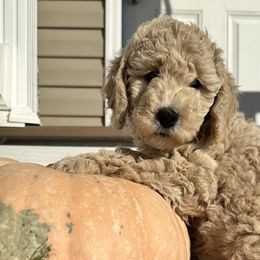 Australian Shepherds and Goldendoodles from Dreamland Aussies & Poodles
