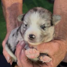 Blaze - Merle male Pomsky puppy in Spring Hill, Florida from PDQ Pomskies