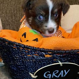Miniature Australian Shepherd Puppies from Arch Hill Mini Aussies