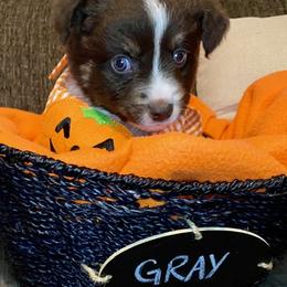 Miniature Australian Shepherd Puppies from Arch Hill Mini Aussies