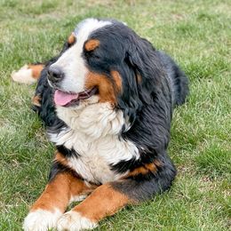 Katie - Bernese Mountain Dog
