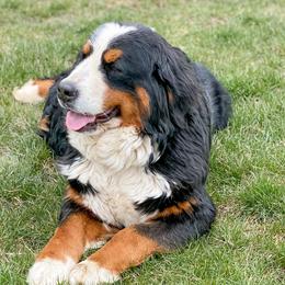 Katie - Bernese Mountain Dog