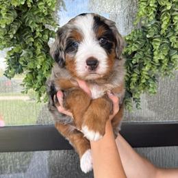 Todd - Merle male Bernedoodle puppy in Spanish Fork, Utah from K Brand Doodles