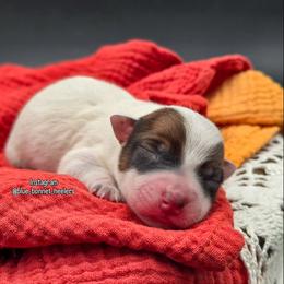 (Yellow) Red Female - Red speckled female Australian Cattle Dog puppy in Burleson, Texas from Bluebonnet Heelers