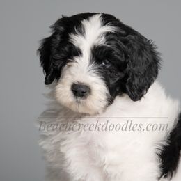 Bernedoodle and Goldendoodle Puppies from Beach Creek Kennel