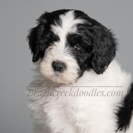 Bernedoodle and Goldendoodle Puppies from Beach Creek Kennel