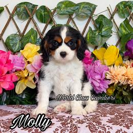 Molly - Tri-color female Cavalier King Charles Spaniel puppy in Hollywood, Florida from World Class Cavaliers