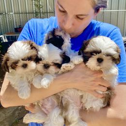 Shih Tzu Puppies from Willow Lane Shih Tzus