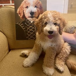 Poodle Puppies from Poodles of Tampa Bay