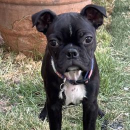 Boston Terrier puppies from Mat Bee Boston Terriers