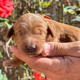 Jack Skeleton - de Orange collar - Apricot male Goldendoodle puppy in Puyallup, Washington from Dawnie’s Doodles
