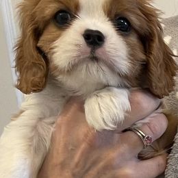 Dean Martin - Blenheim male Cavalier King Charles Spaniel puppy in Lynchburg, Virginia from Kilmaren Cavaliers and Born in the USA Biewer Terriers