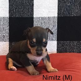 Teddy Roosevelt Terrier Puppies from Reed’s Teddy Roosevelt Terriers of FbgTx