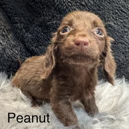 Peanut - Chocolate male Dachshund puppy in Cabool, Missouri from Dachshund's of Country Magic Farms in Missouri