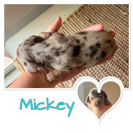 Mickey - Dapple male Dachshund puppy in Aragon, Georgia from Daschunds Unlimited