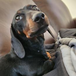 Dachshunds from AB Doxies