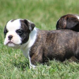 Female 3 - female Shorty Bull puppy in Xenia, Ohio from Bingham's Bulldogs LLC