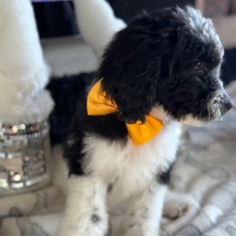 Croissant (Yellow Collar) - Parti female Goldendoodle puppy in Toledo, Ohio from Avery Doodle Day LLC