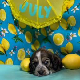 July - Cream male Dachshund puppy in Somerset, Pennsylvania from Rae’s Dapper Dachshunds