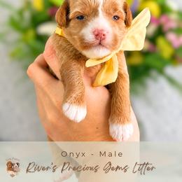 Onyx - Apricot male Goldendoodle puppy in Atlanta, Georgia from Teddy Puppies