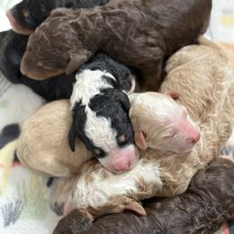 Girl 3 - Phantom female Bernedoodle puppy in Bellville, Ohio from Bernedoodle Buddies