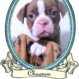 Baby Chronos - Seal and white male Boston Terrier puppy in Kingsport, Tennessee from Sleepwalker Bostons