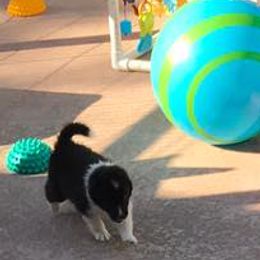 Shetland Sheepdogs from Synergy Shelties