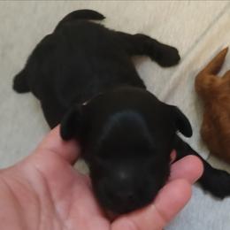 Boy one - Black male Cavapoo puppy in East Providence, Rhode Island from Marta's Cavaliers
