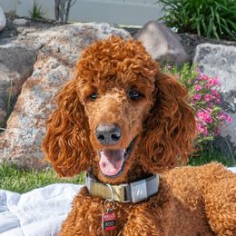 Roo - Poodle