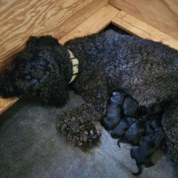Goldendoodle puppies from Dogs of Dewey Acres
