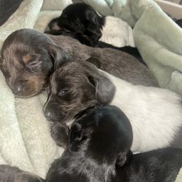 Dachshund puppies from The Long Dog Lounge