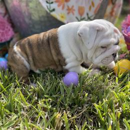 Bulldog Puppies from Semper Fi Bulldogs
