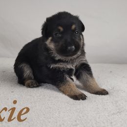 Dixie - Bi-color German Shepherd puppy in Hays, Kansas from Smith's Shepherds