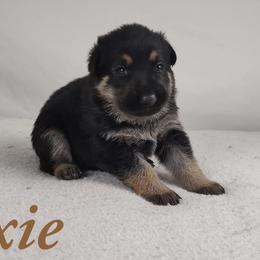 Dixie - Bi-color German Shepherd puppy in Hays, Kansas from Smith's Shepherds